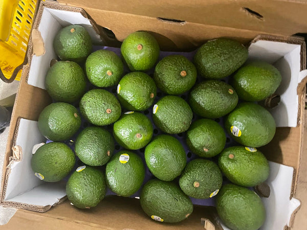 Avocado, Case (40 Counts)