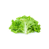 Green Leaf Lettuce, 24 CT