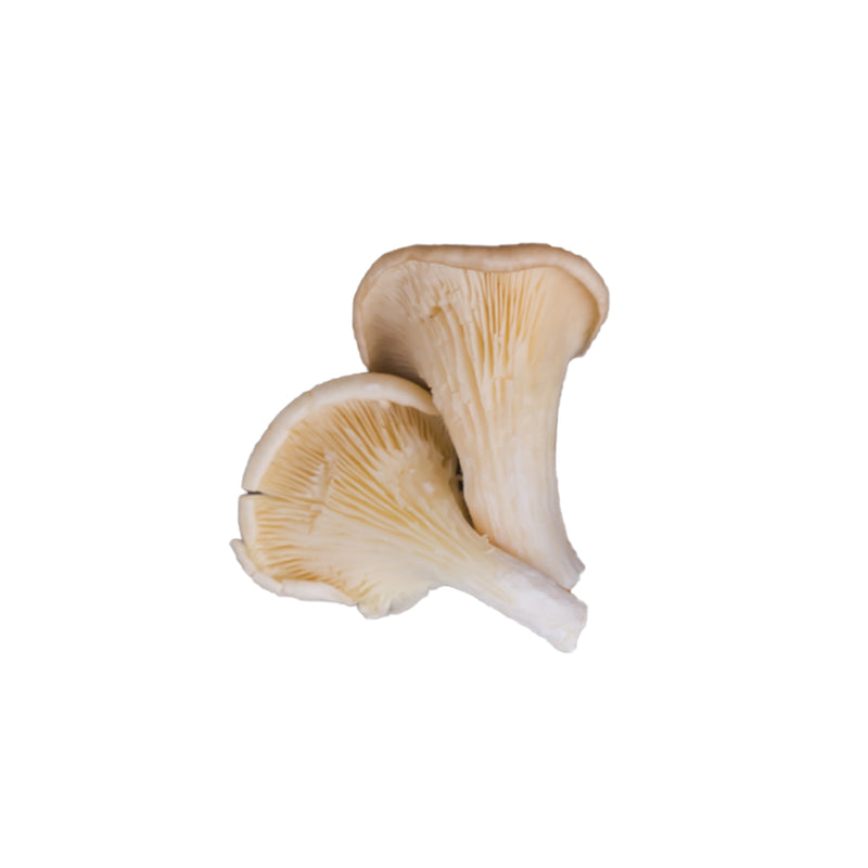 Black Oyster Mushrooms, 2 LBs